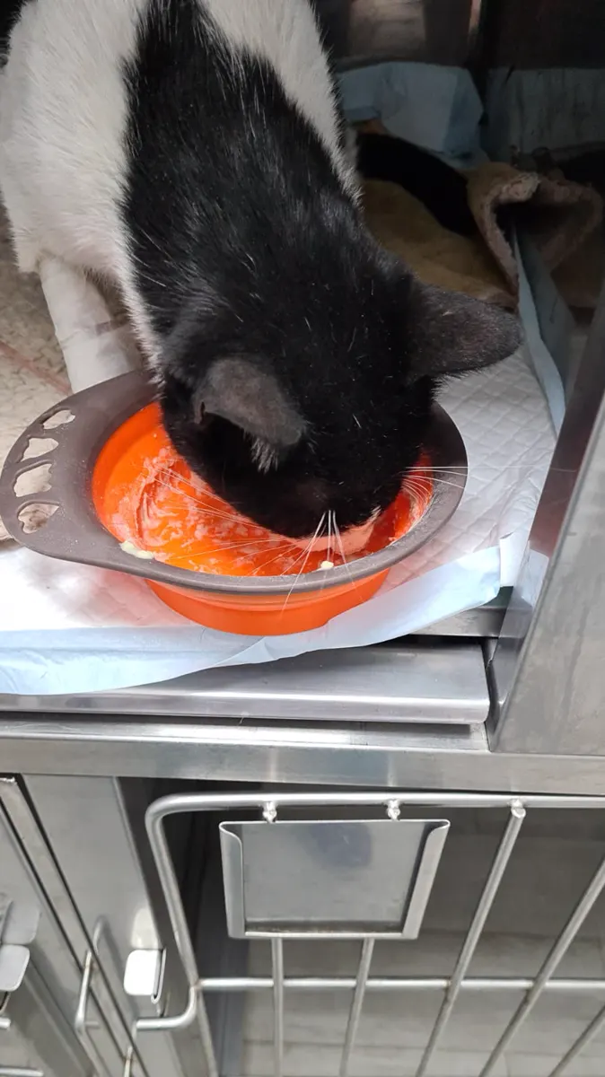 Gato blanco y negro comiendo Nukhan en una jaula de clínica